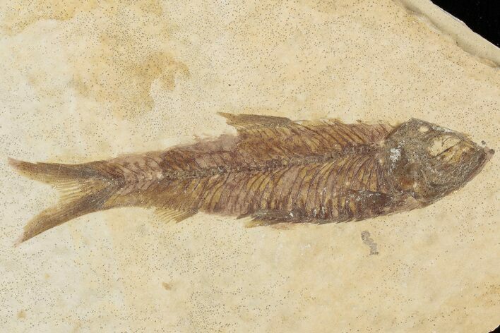 Fossil Fish (Knightia) With Floating Frame Case #181662